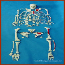 Life-Size Human Disarticulated Skeleton Model with Painted Muscles